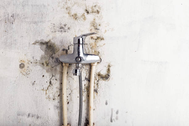 Best Black Mold Removal  in Cherry Hill, VA