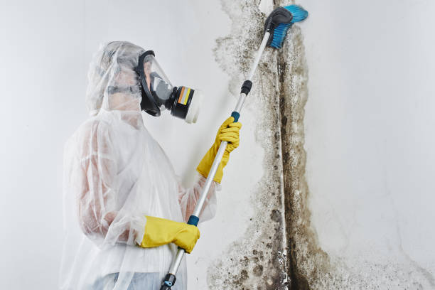 Best Home Mold Removal  in Cherry Hill, VA