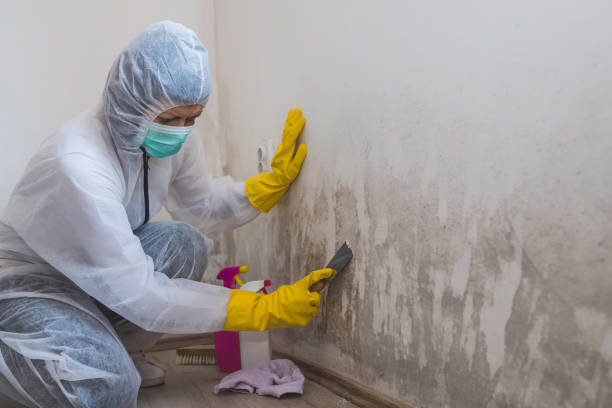 Best Best Mold Removal Companies  in Cherry Hill, VA