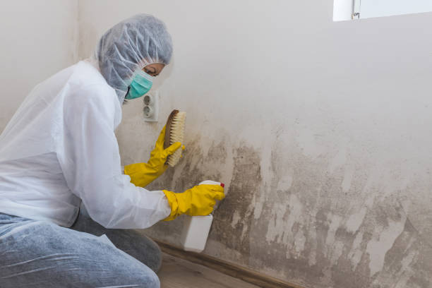 Best Residential Mold Removal  in Cherry Hill, VA