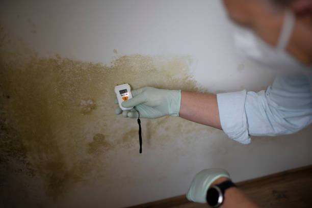 Best Office Mold Removal Services  in Cherry Hill, VA