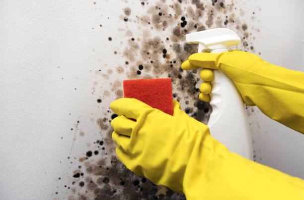 Best Mold Damage Repair  in Cherry Hill, VA
