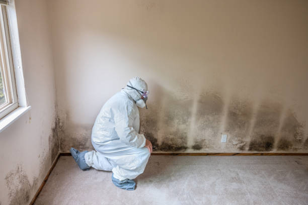 Best Local Mold Removal Service  in Cherry Hill, VA