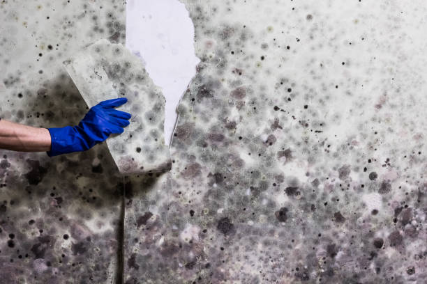Best Mold Testing  in Cherry Hill, VA