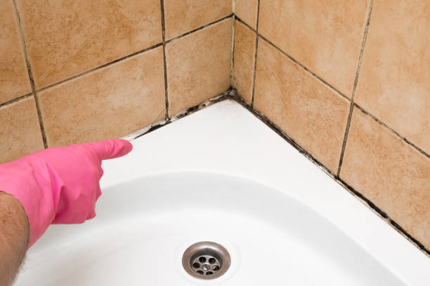 Cherry Hill, VA Mold Removal Company